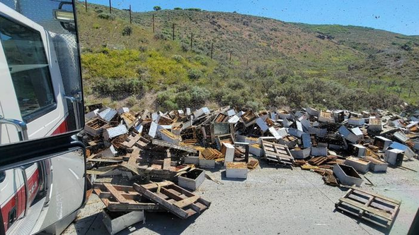 Millions of bees on the loose after truck carrying 200 beehives rolls over