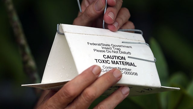 Discovery of Oriental fruit flies prompts fruit quarantine in St. Petersburg