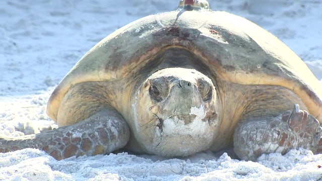 Loggerhead equipped with tracker after laying eggs on Coquina Beach