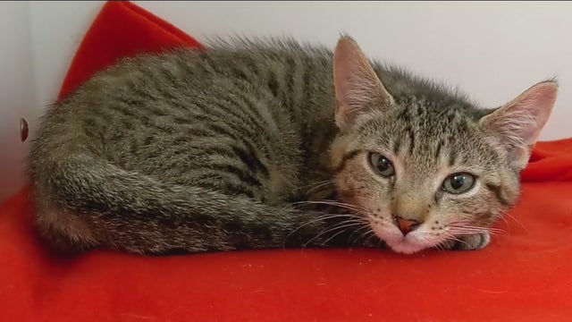 Bay Area shelters work hard to find animals homes with massive overcrowding spike