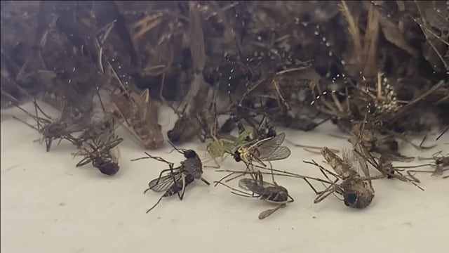 Sarasota County officials urge residents to help keep mosquitoes under control as summer heats up