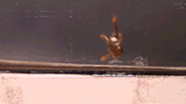 Frogs jump, but landing is a problem for this tiny species found in Brazil, scientists find