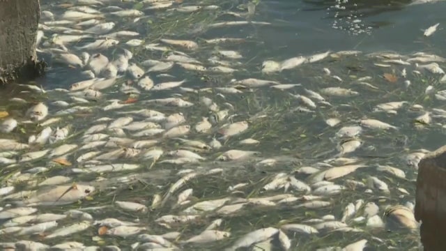 Florida to put millions of dollars toward restoring waterways, tackling red tide