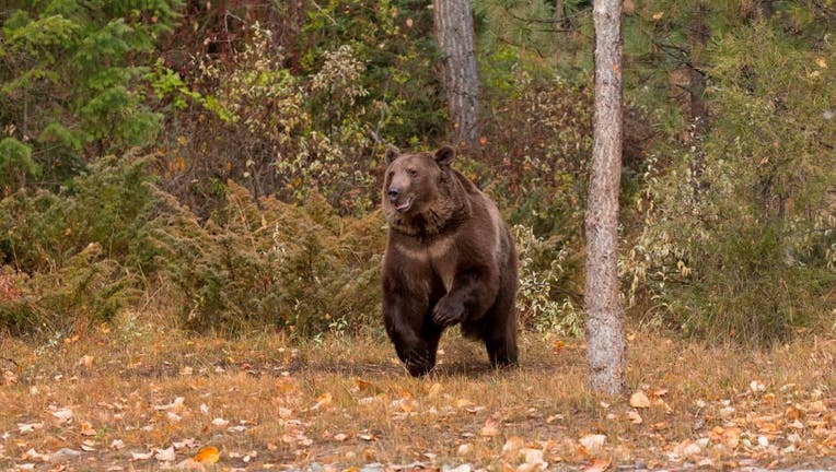 Grizzly Bear (Ursus arctos horribilis) adult running out of woods, Montana, USA, October, controlled subject