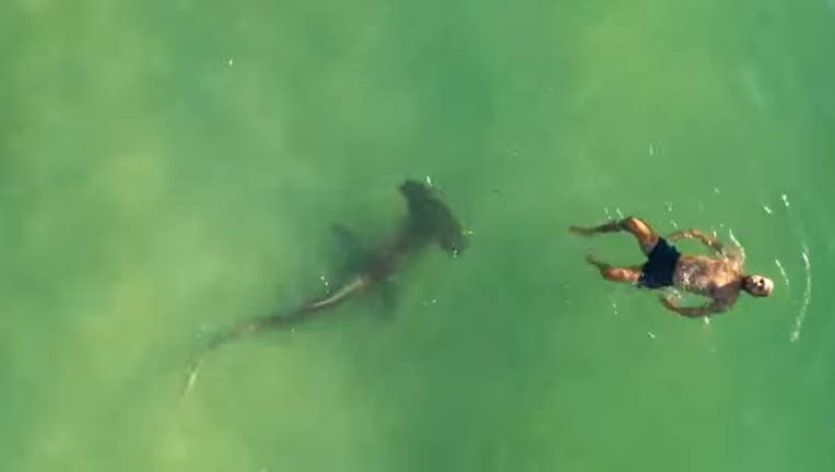 Sharks swimming closer to crowded beaches than previously thought, study says - FOX 13 Tampa
