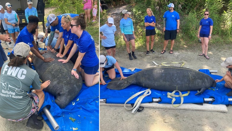 manatee matthew rescue release fwc split