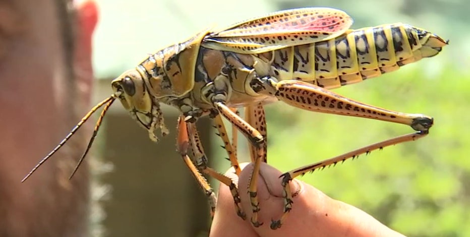 Destructive grasshoppers invading Bay Area gardens | FOX 13 Tampa Bay