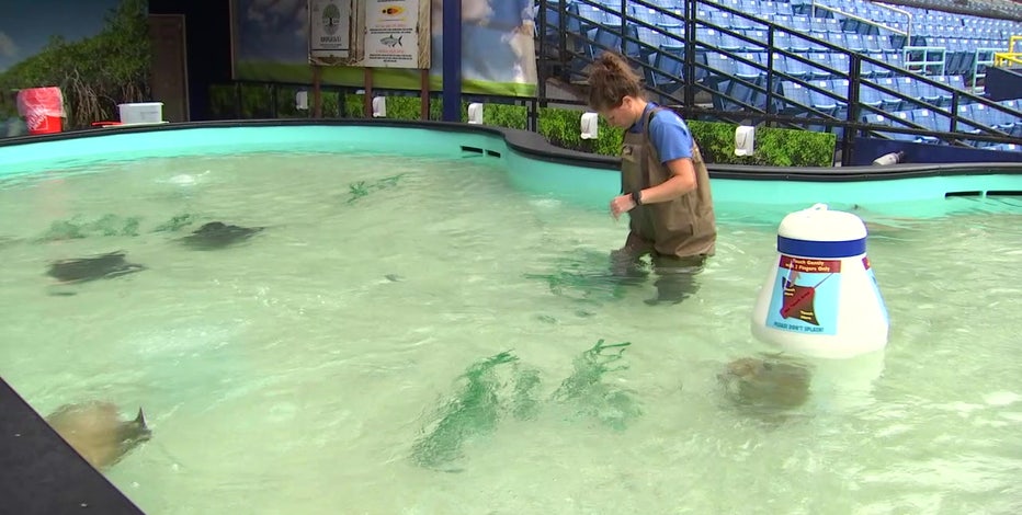 Tampa Bay's Real-Life Rays Land Them in Hot Water with PETA