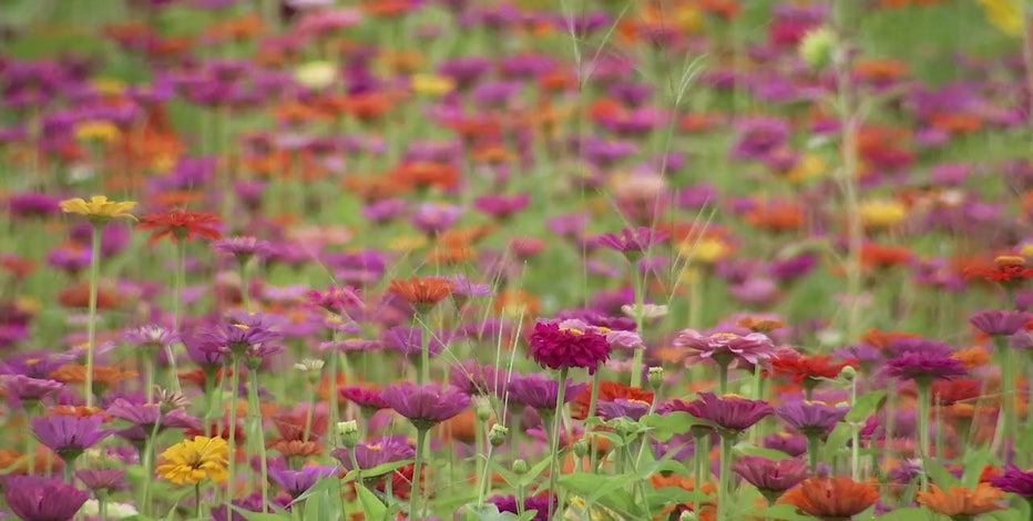 Parks Picks Lilac Zinnia Seeds