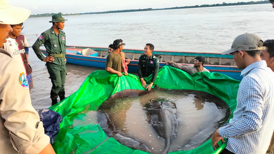 The giant freshwater stingray is pictured along the Mekong River in Cambodia. (Credit: Wonders of the Mekong / Provided)