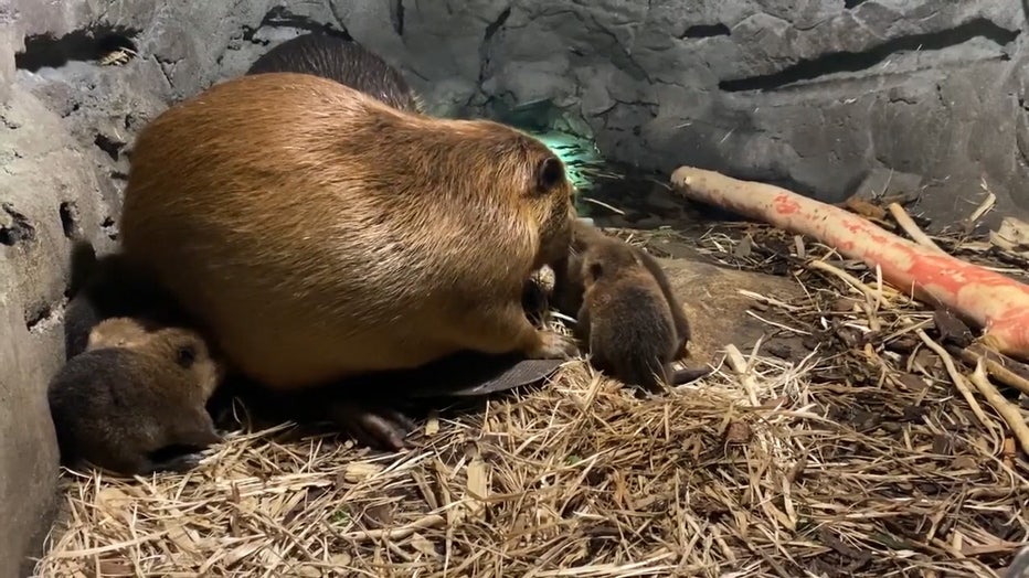 baby beavers edit1