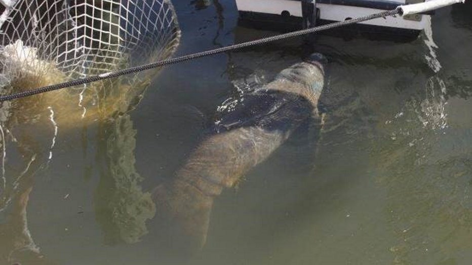 matthew manatee rescue 2016 fwc