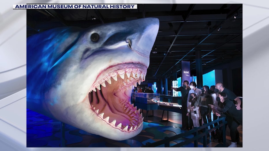 megalodon statue in museum of natural history