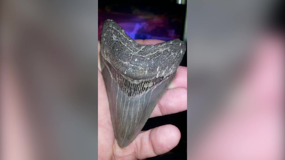 person holding megalodon tooth