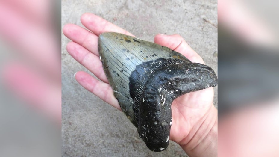 person holds megalodon tooth