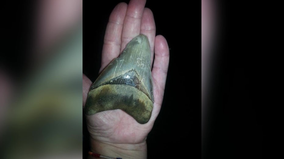 person holding megalodon tooth