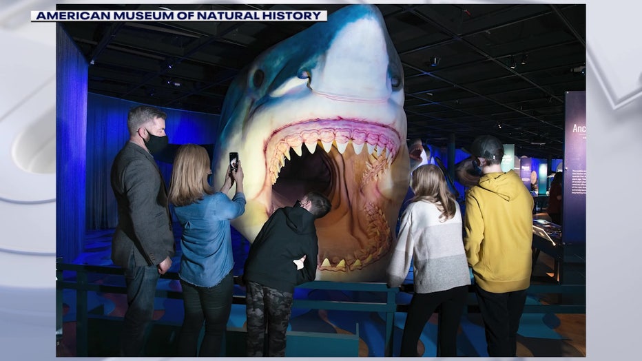 megalodon statue in museum of natural history