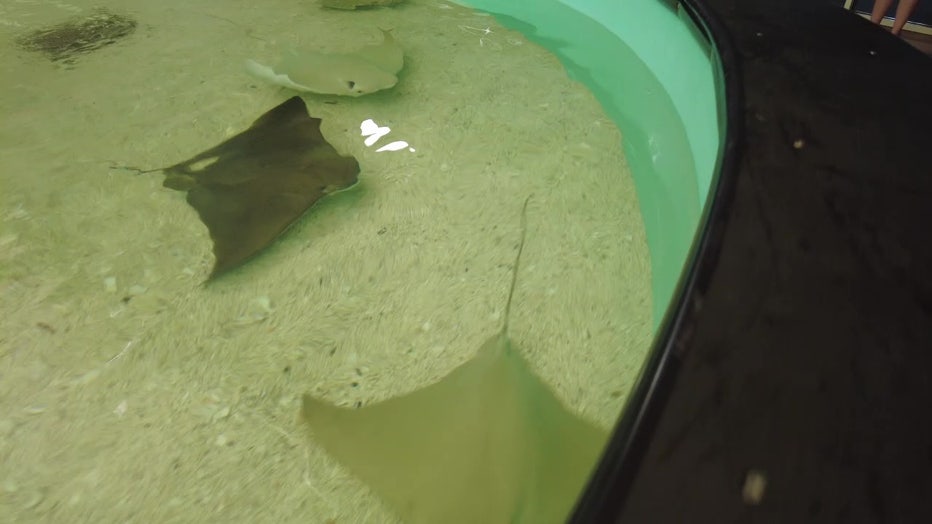 Tropicana Field welcomes cownose stingrays in new touch experience