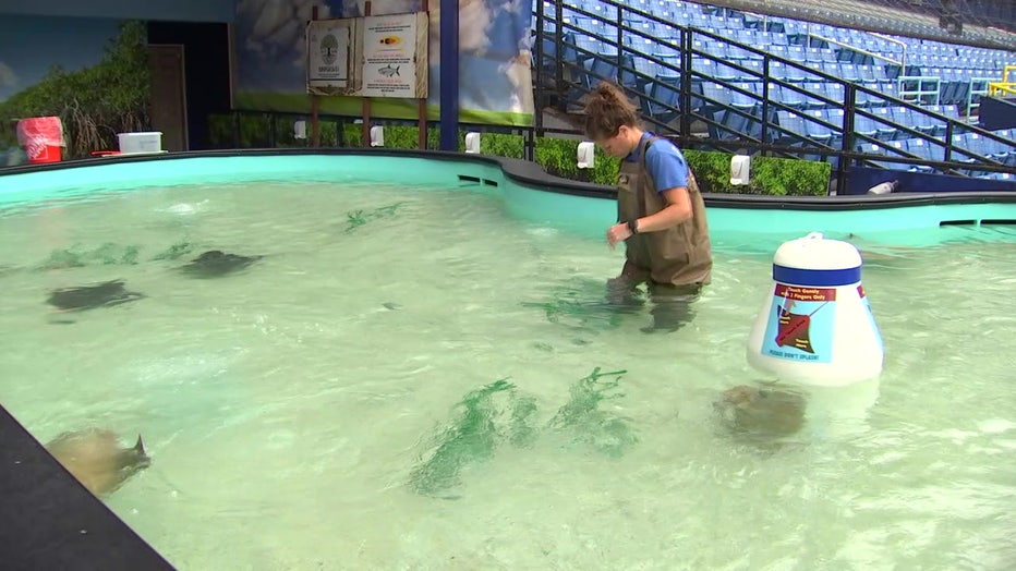 Tropicana Field welcomes cownose stingrays in new touch experience