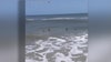 ‘Get out of the water’: Sharks spotted swimming near Florida shore