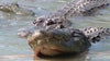 Florida alligator hunting season: What to know