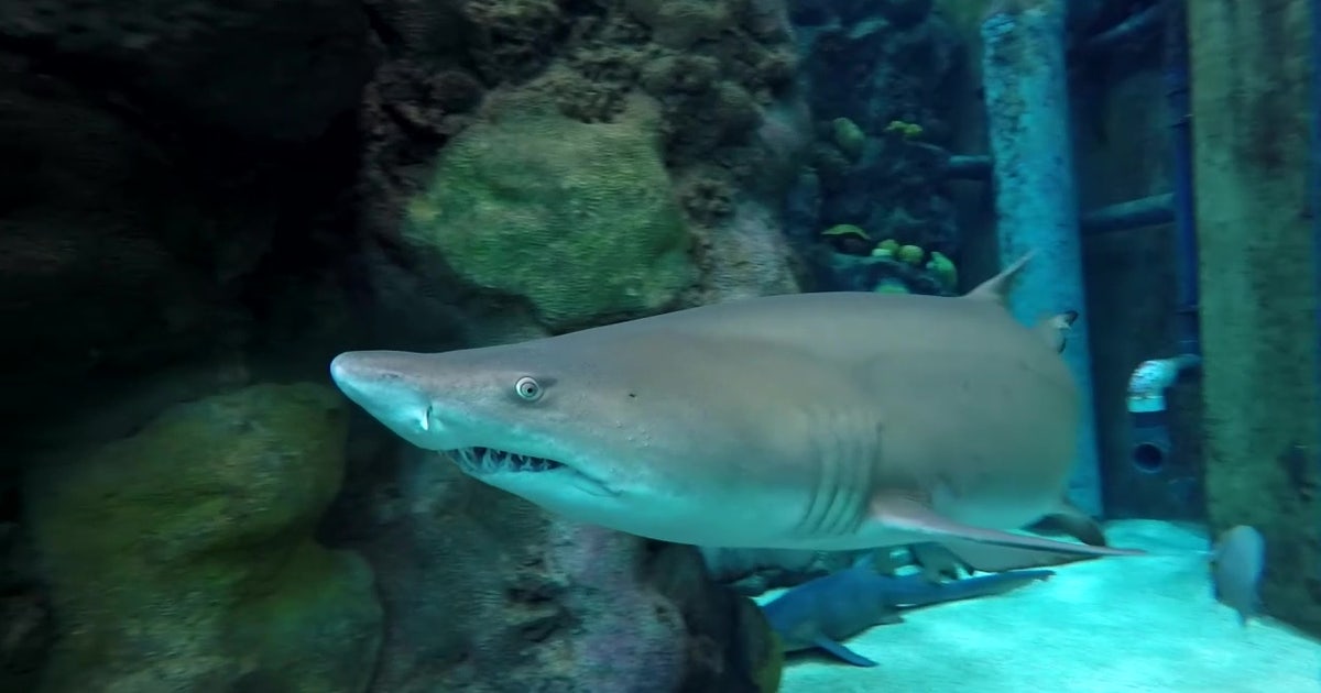 Bay Area ‘shark guy’ hopes to turn fear into fascination | FOX 13 Tampa Bay