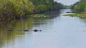 Alligator bites 13-year-old in Hardee County