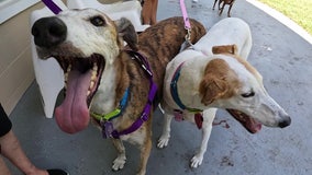 Greyhound rescue group helps dogs go from street life in Spain to sweet life in Florida
