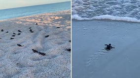Manatee sheriff's sergeant, Bradenton Beach police rescue lost baby sea turtles, release them into Gulf