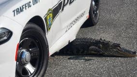 PHOTO: Alligator fleeing Florida police 'at full speed' gets stuck under patrol car