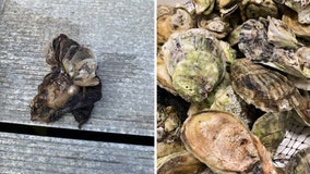 Toxic 'forever chemicals' found in Tampa Bay oysters, study finds