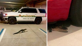 911 dispatchers find alligator in Pinellas sheriff's office parking garage