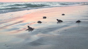 Turtle nesting season brings in record-breaking numbers, Mote Marine says