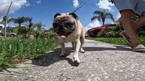 How you can help protect your pets from the Florida heat