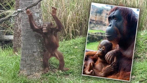 Busch Gardens orangutan, 4-year-old Malu, euthanized due to declining health, park officials say