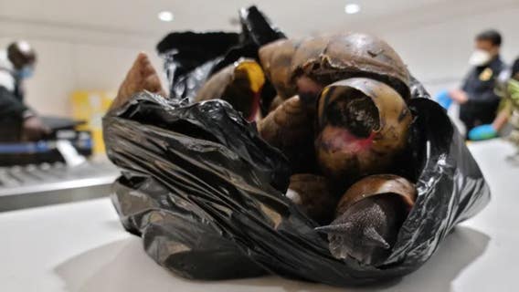 Giant African snails found in Pasco County test positive for dangerous parasite