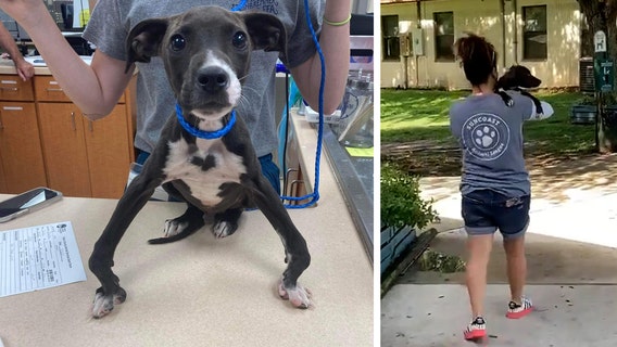 Puppy with severely bowed legs rescued in Pasco County