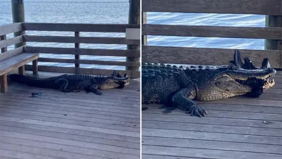 Florida park shuts down after police spot 'aggressive alligator' on boardwalk
