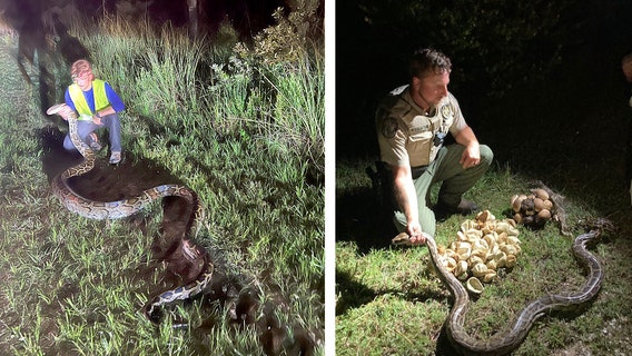 Massive Burmese python nest, 2 females, multiple hatchlings found in Big Cypress