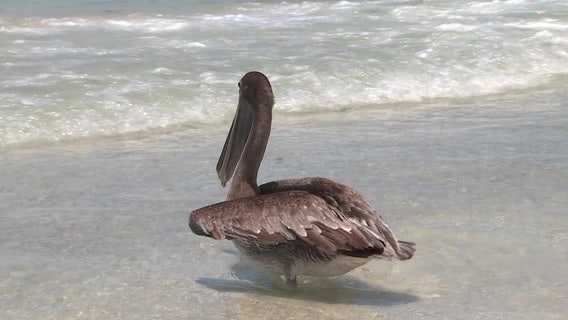 Seaside Seabird Sanctuary rescues, treats wild birds to be released back into the wild