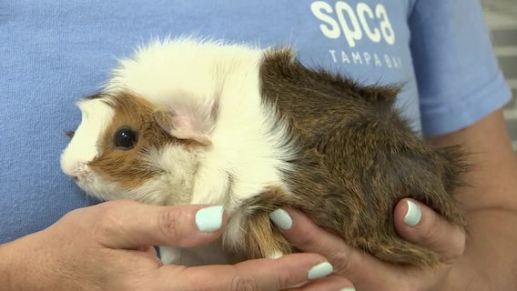 SPCA Tampa Bay to waive adoption fees for livestock, pocket pets