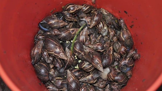 State agriculture officials continue work eradicating invasive snails in Pasco County