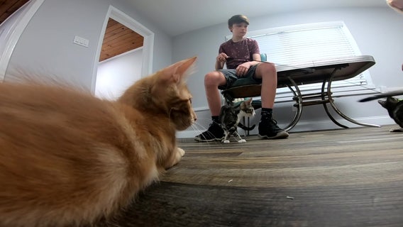 Lakeland goes to the cats with new feline cafés, mobile adoption center