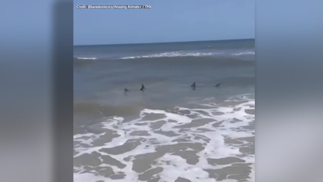‘Get out of the water’: Sharks spotted swimming near Florida shore