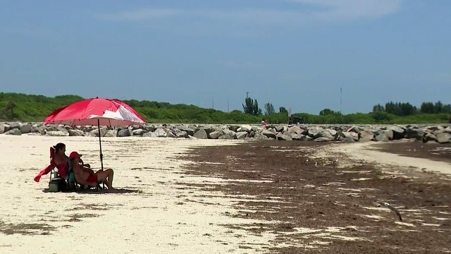 From seaweed to soil: South Florida beach town finds a solution to a stinky problem
