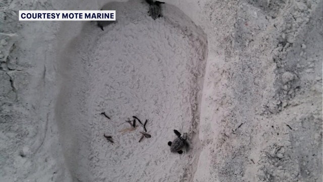 TikTok trend threatens safety of sea turtles on Bay Area beaches