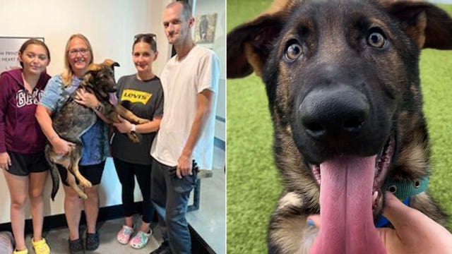 Spring Hill family who lost their German Shepherd last year adopts pup found in Tampa dumpster
