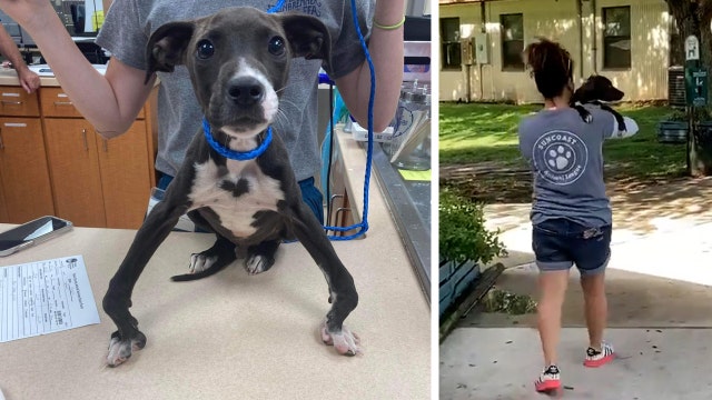 Puppy with severely bowed legs rescued in Pasco County