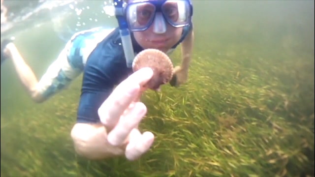 Scallop season in Gulf kicks off in Pasco County for 10 days only