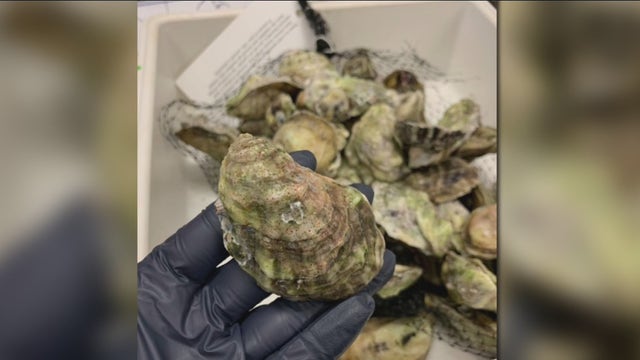 New study finds oysters in Florida contain toxic forever chemicals